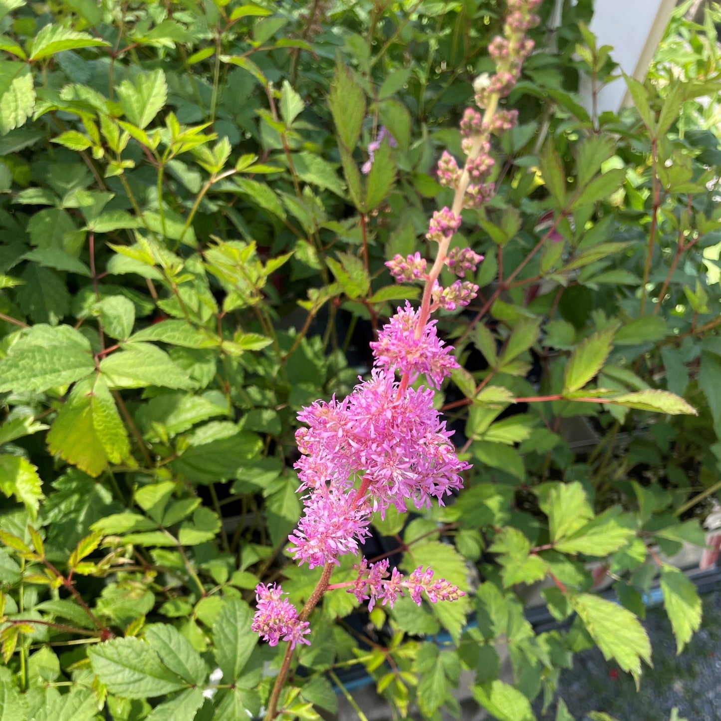 Garden Astilbe 'Amethyst'