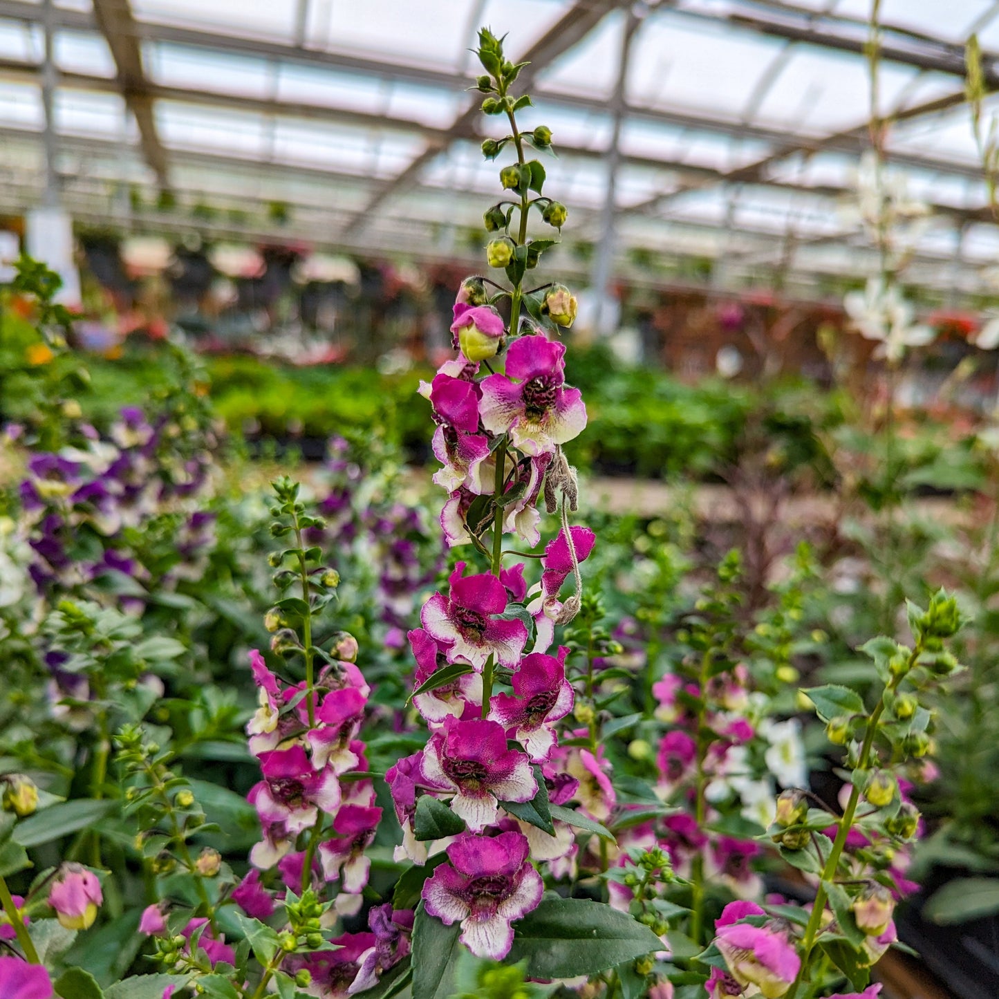 Angelonia