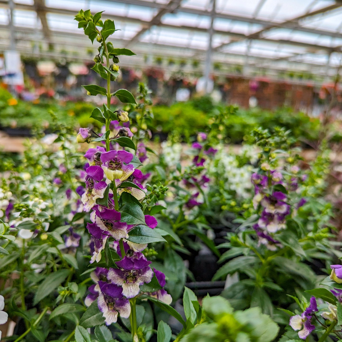 Angelonia