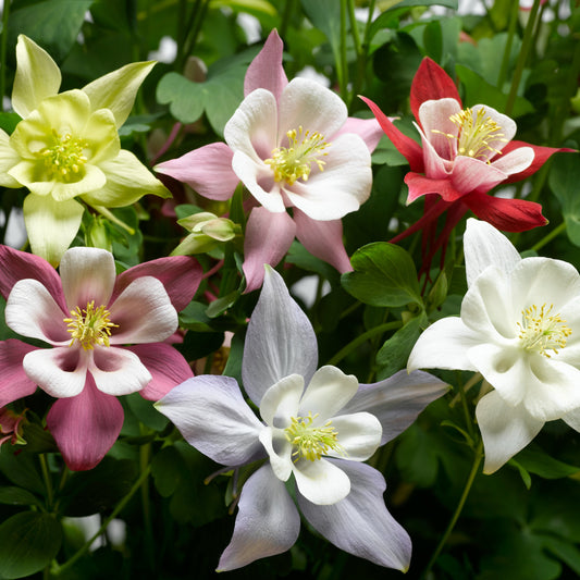 Columbine 'McKana Giant'