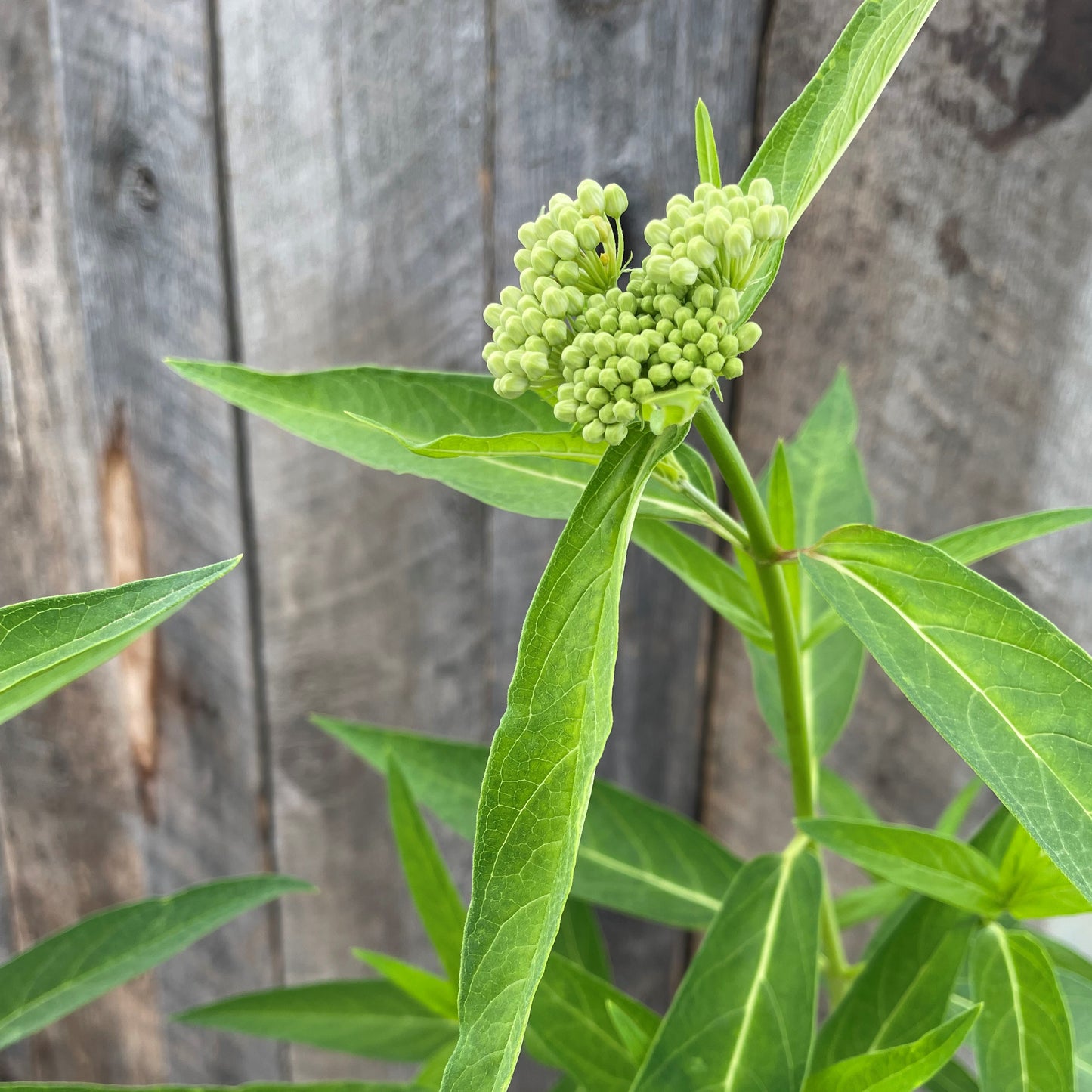 Swamp Milkweed 'Ice Ballet'