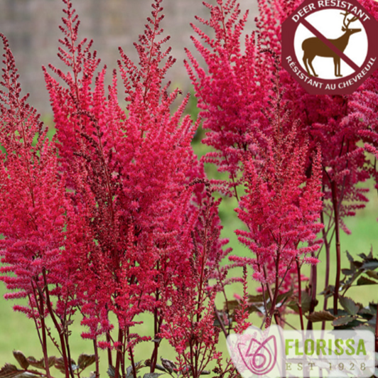 Chinese Astilbe 'Mighty'