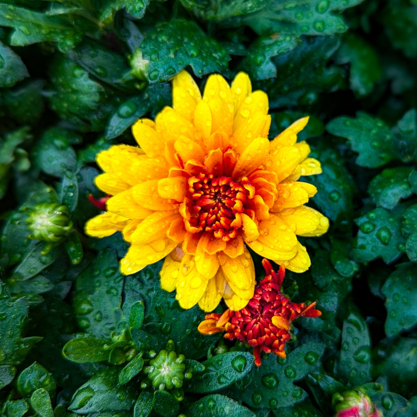 Fall Chrysanthemums 6"