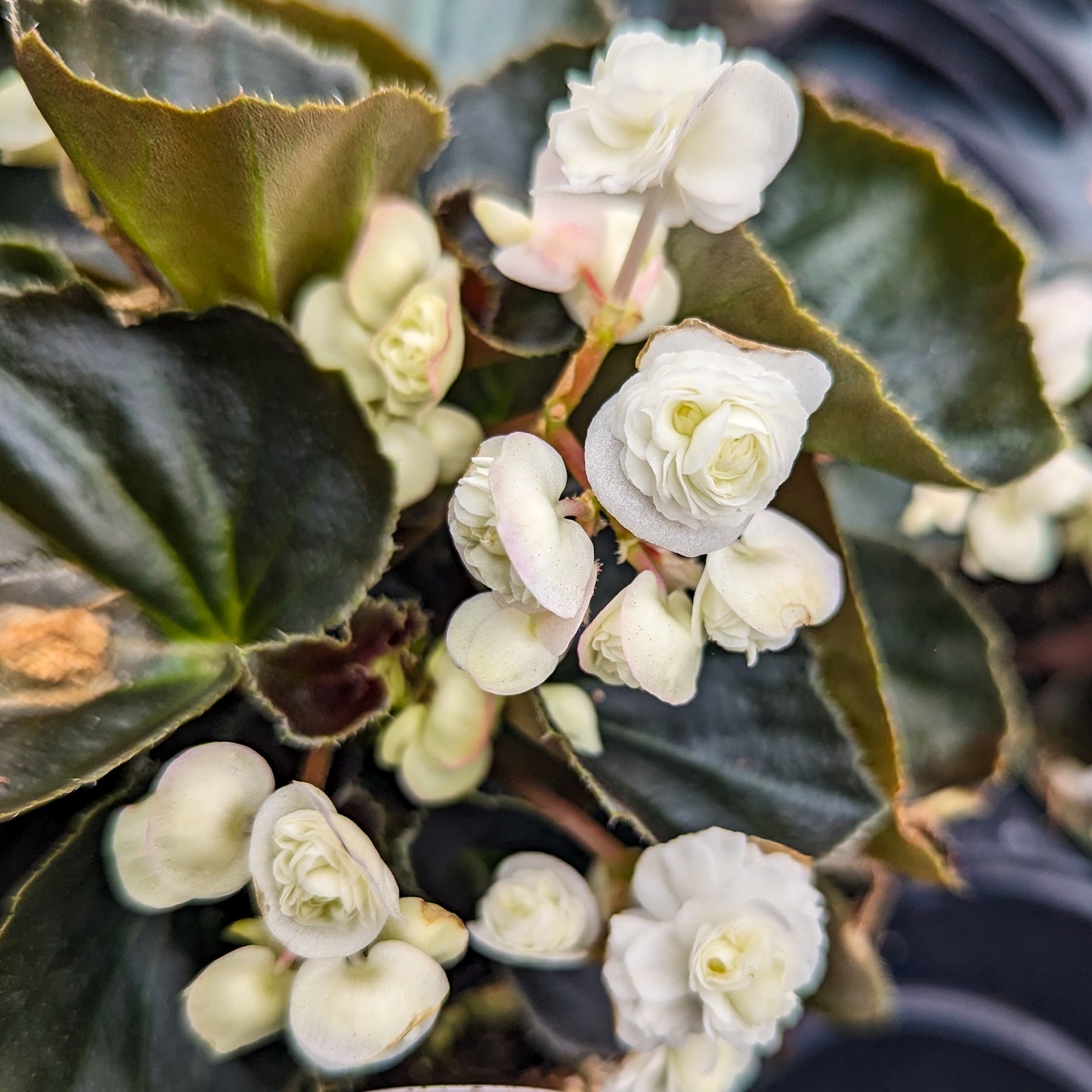 Begonia 'Doublet'