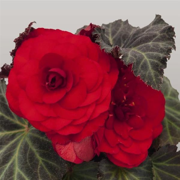 Begonia Non Stop