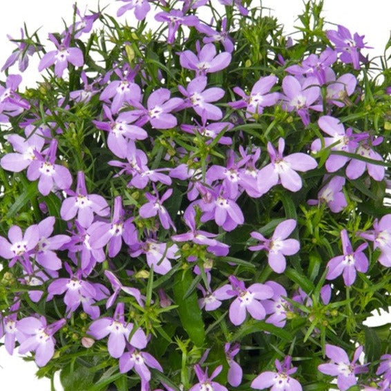 Lobelia 'Bella'