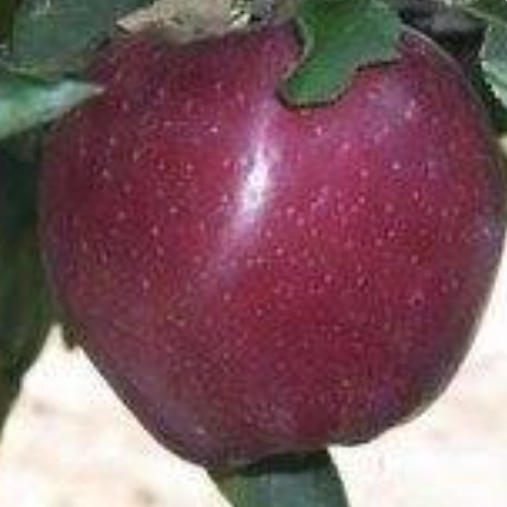 Apple Belmac 175cm
