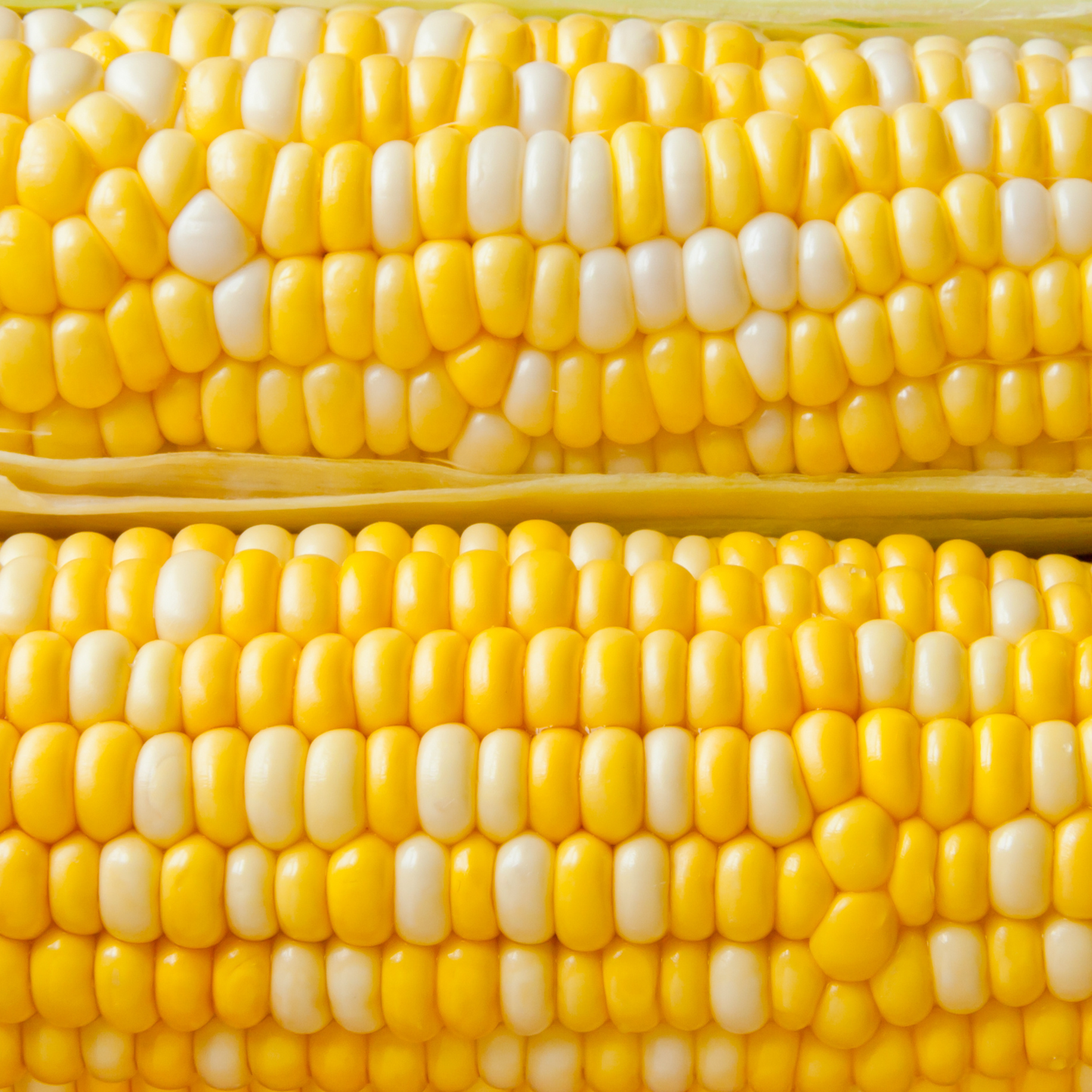 Corn 'Bicolour'