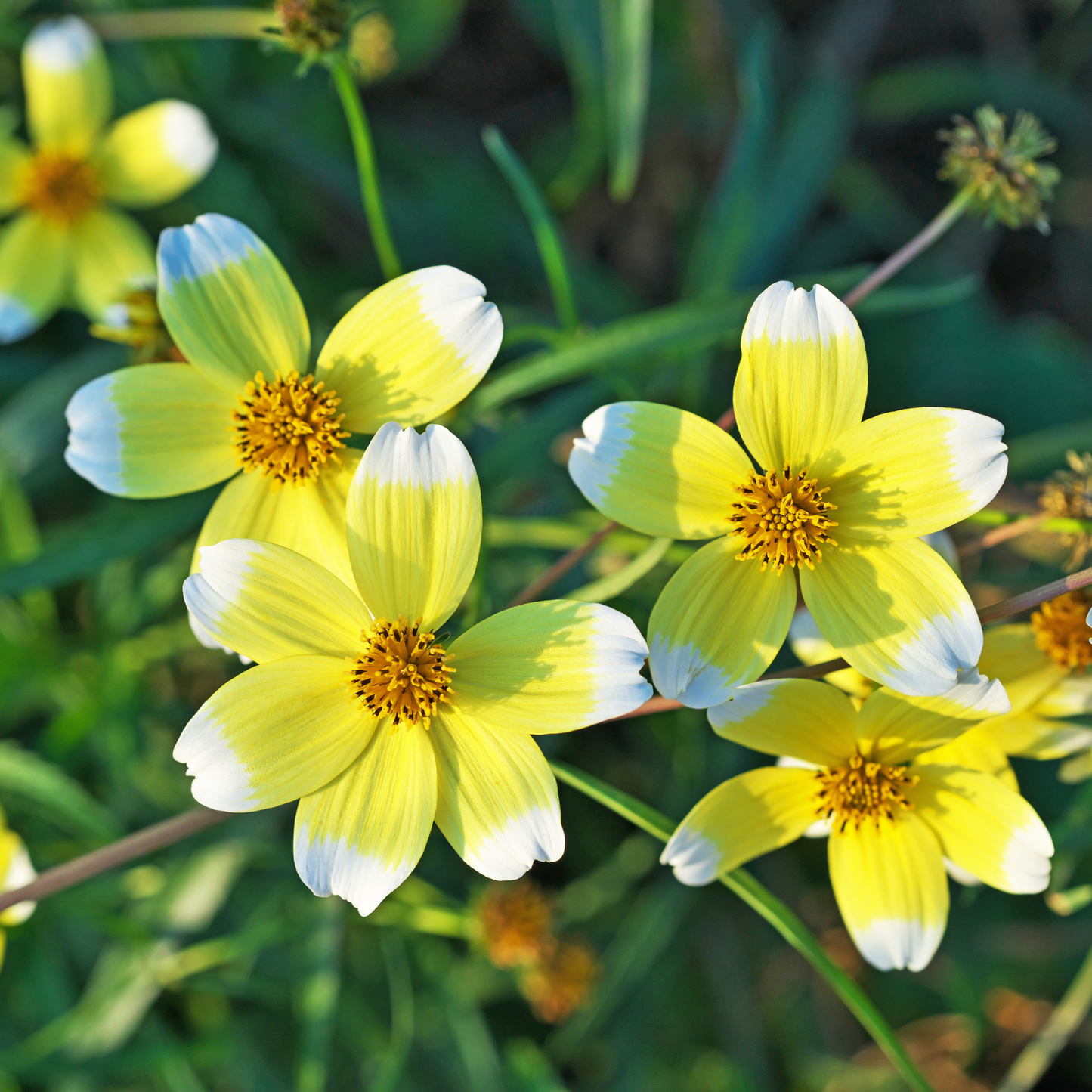Bidens