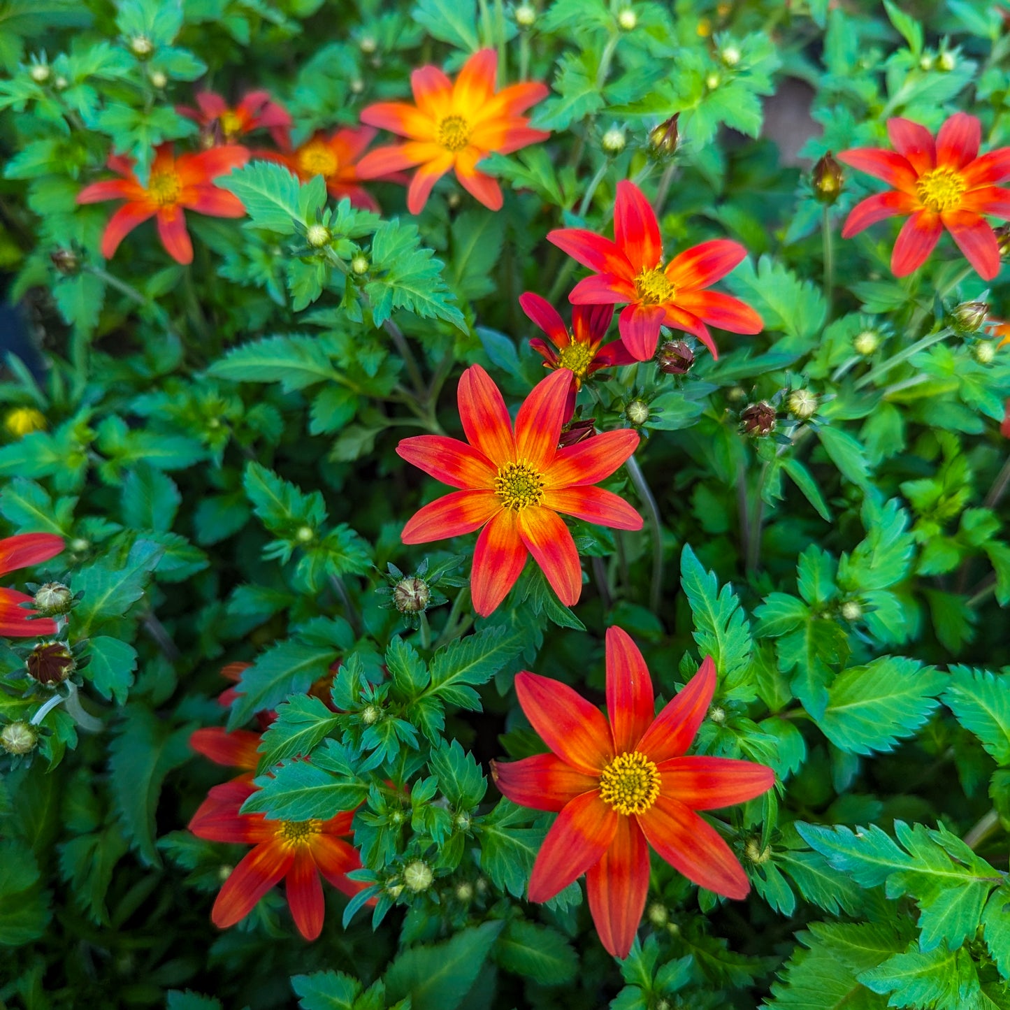 Bidens 'Bidy'