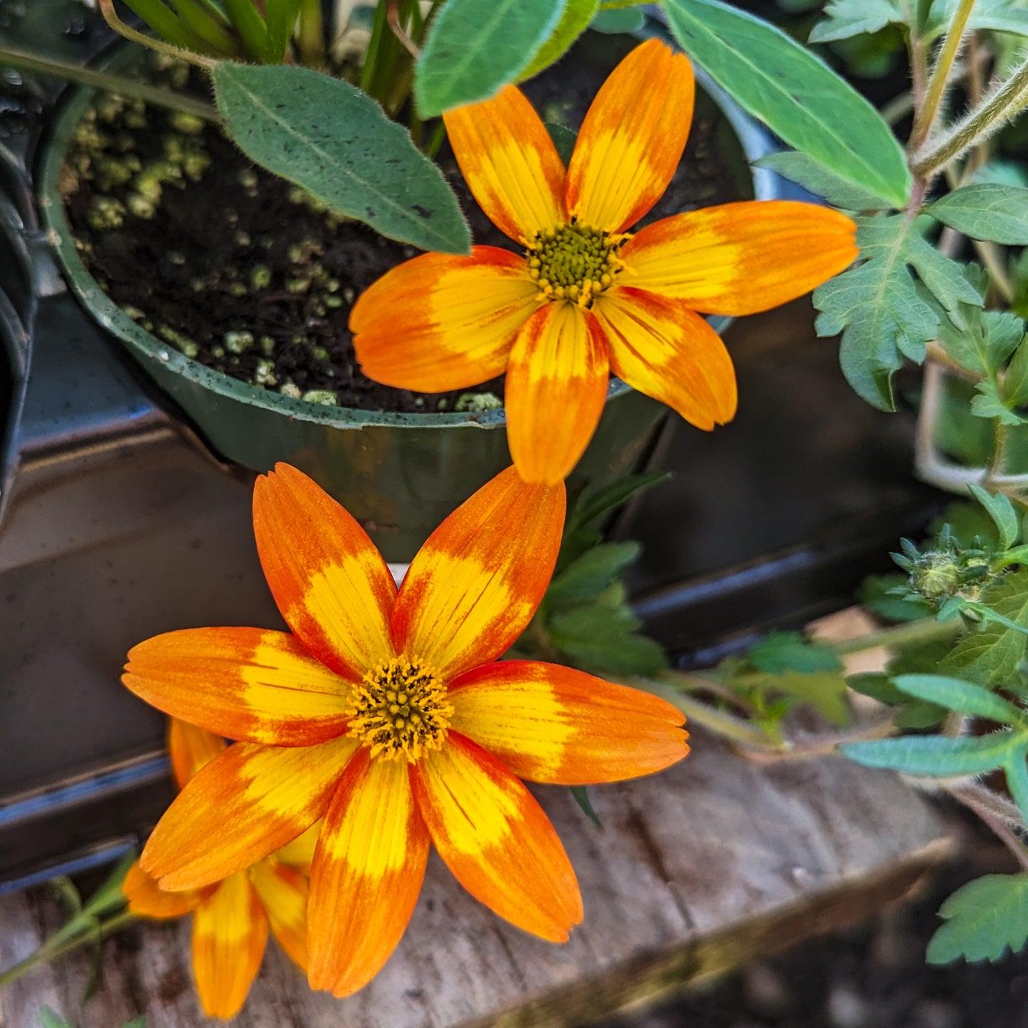 Bidens