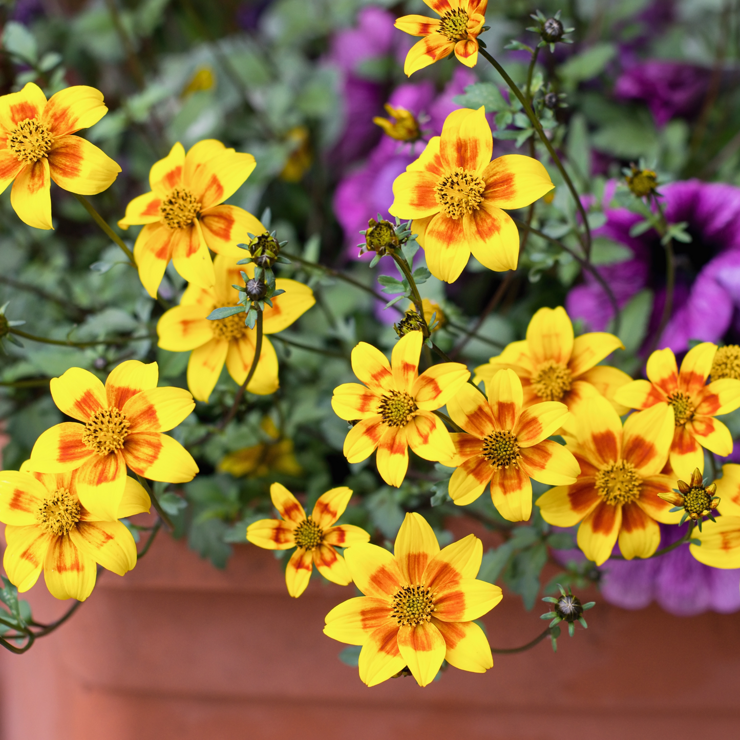 Bidens