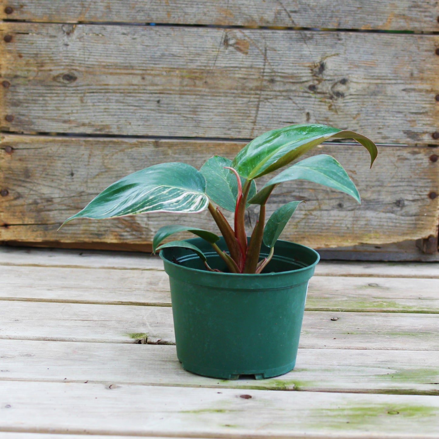 Philodendron 'Birkin'