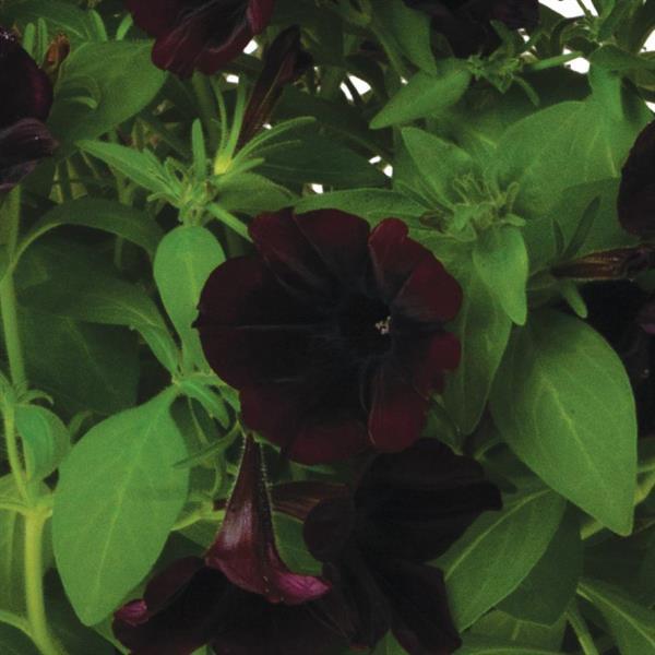 Petunia 'Potunia® Plus'