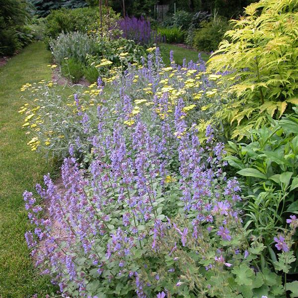 Catmint 'Blue Wonder'