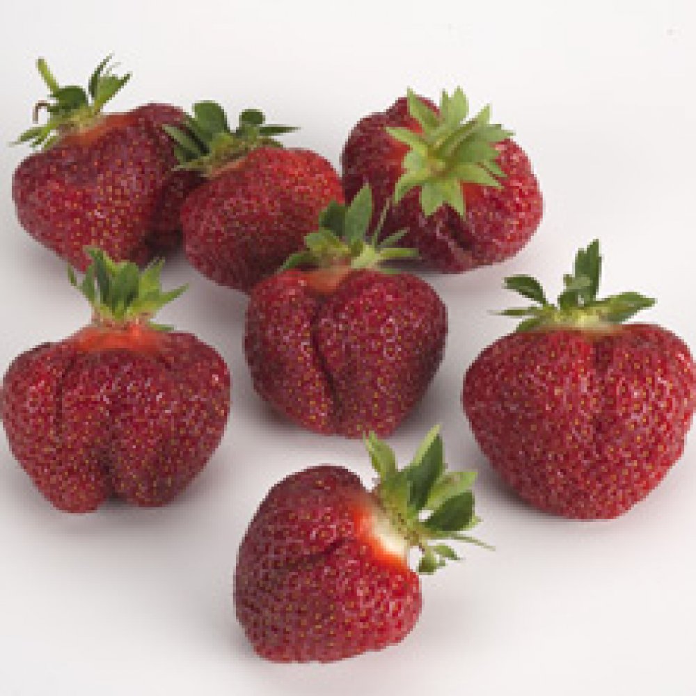 Strawberry 'Brunswick'