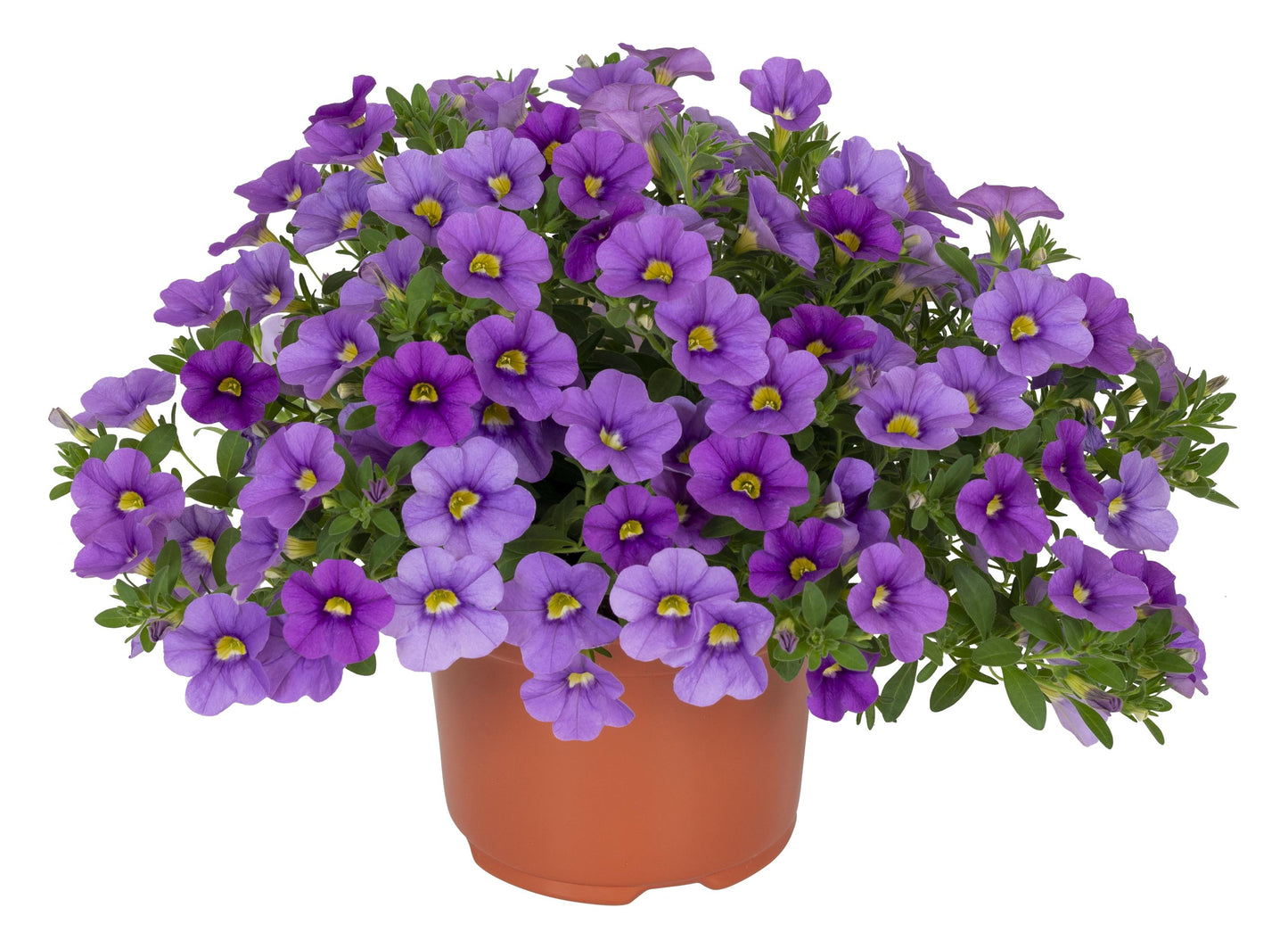 Calibrachoa 'Aloha Nani'