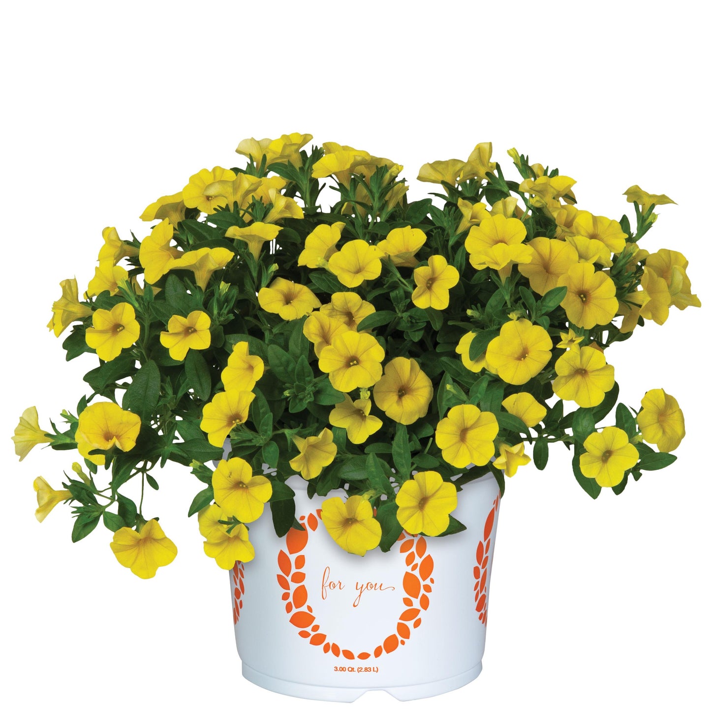 Calibrachoa 'Aloha Nani'