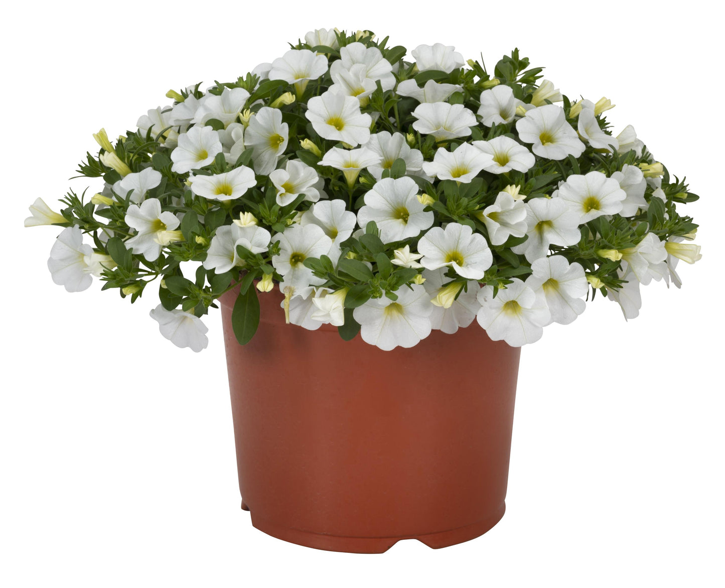 Calibrachoa 'Aloha Nani'