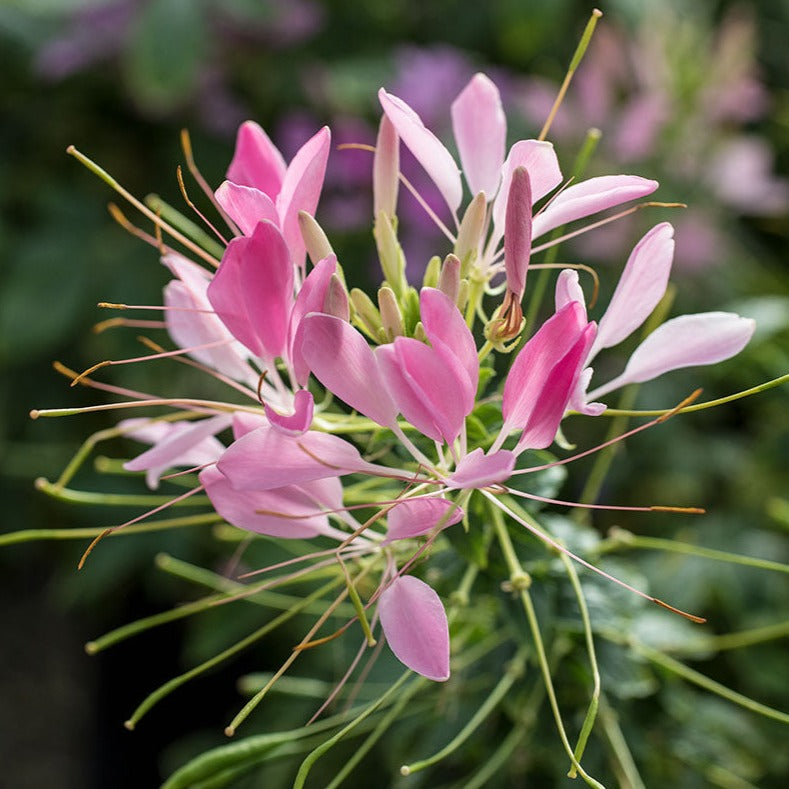 Cleome 'Clementine'