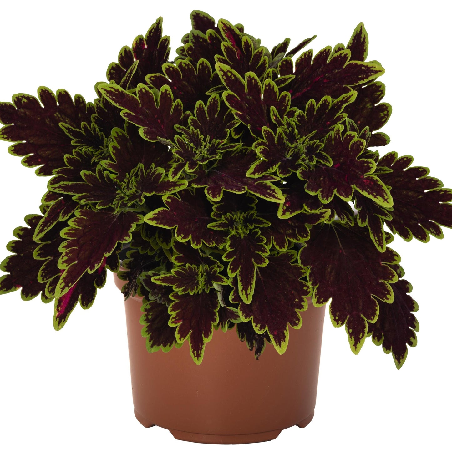 Coleus 'Main Street'