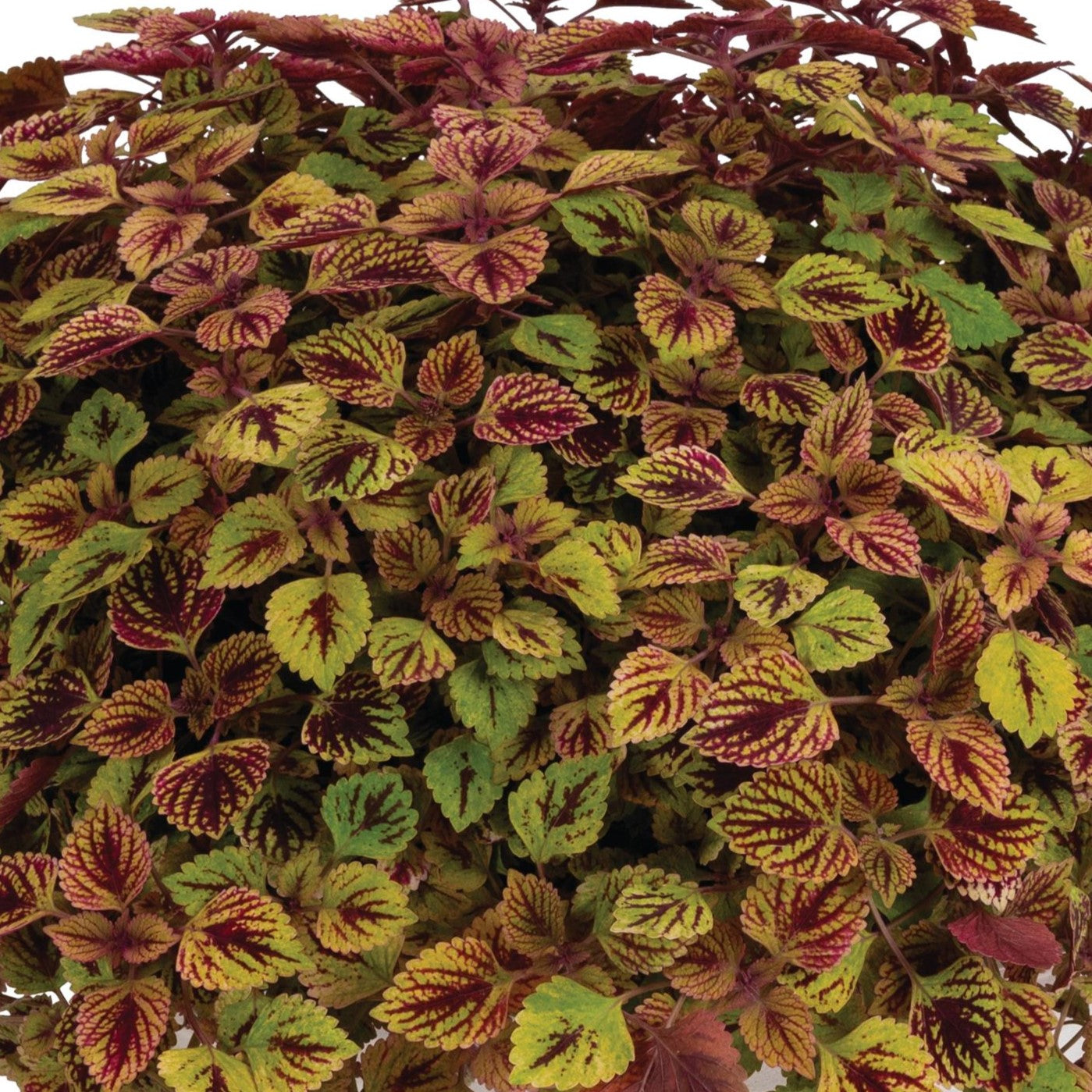 Coleus 'Great Falls' Trailing