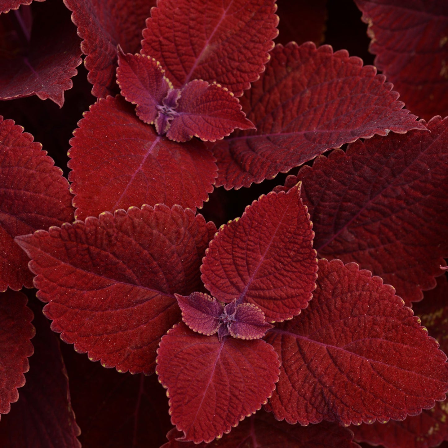 Coleus 'Ignite™'