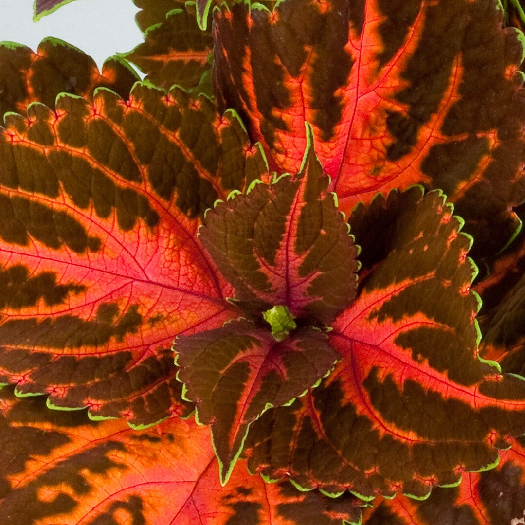 Coleus 'Masterblends Rainbow'
