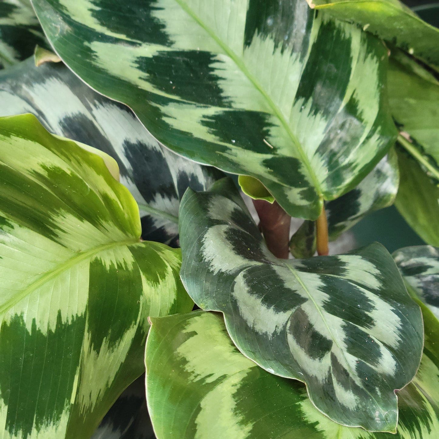 Calathea Helen Kennedy