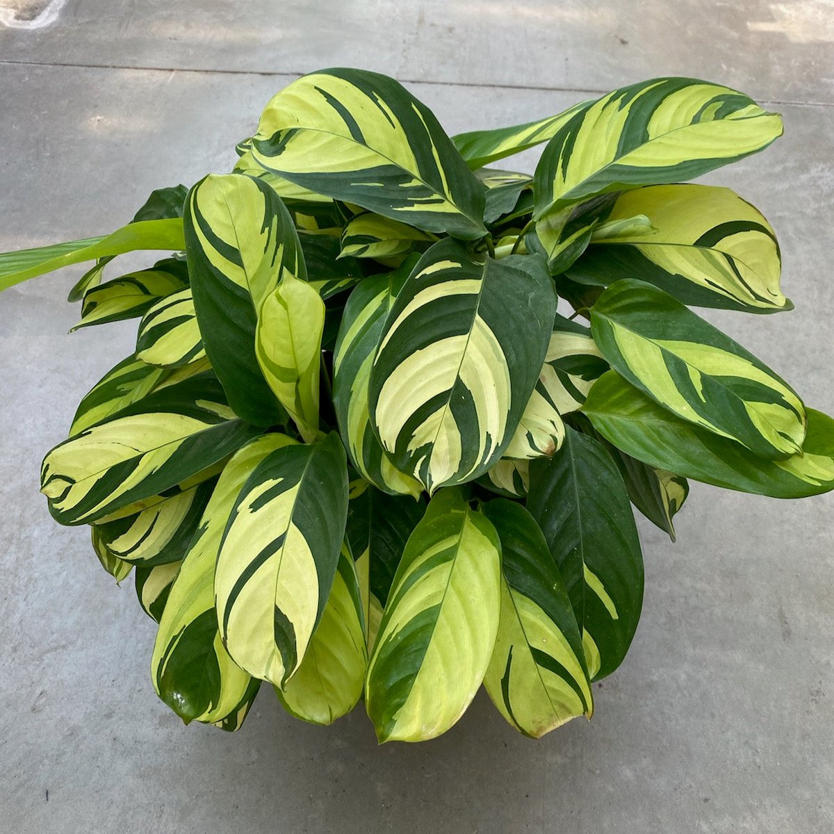 Calathea 'Lubbersiana'