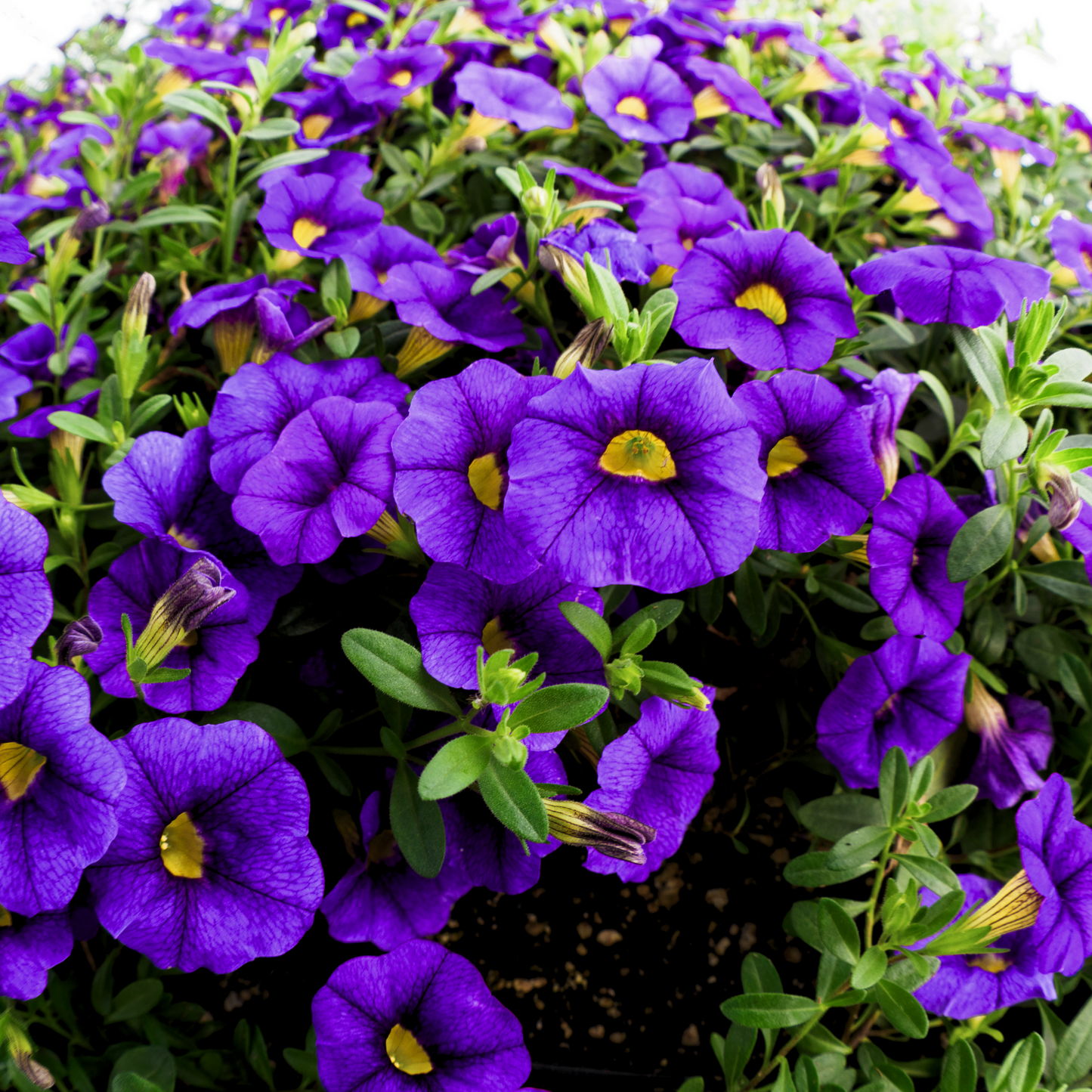 Calibrachoa 'Unique'