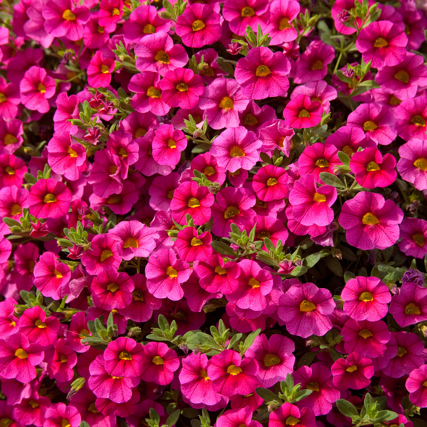 Calibrachoa 'Unique'