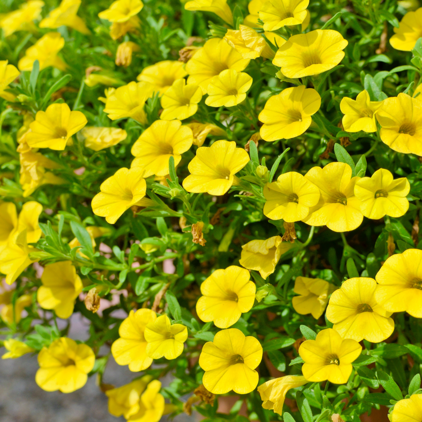Calibrachoa 'Unique'