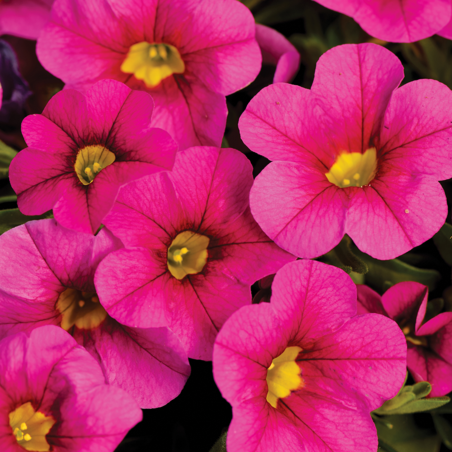 Calibrachoa 'Unique'