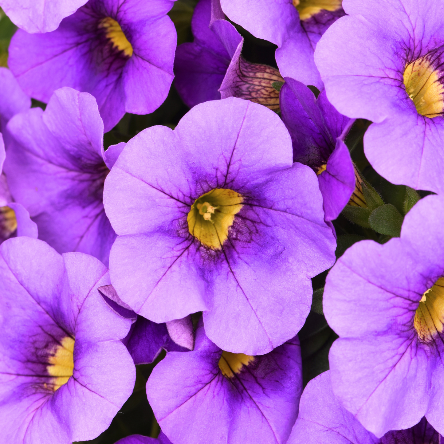 Calibrachoa 'Unique'