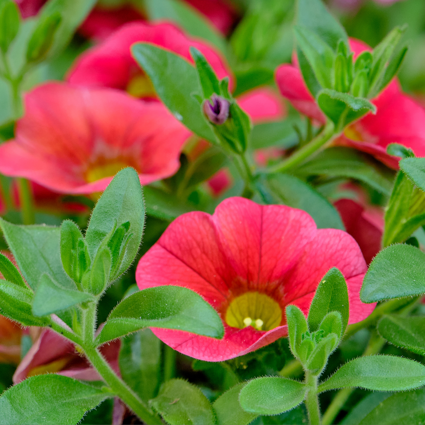 Calibrachoa 'Unique'