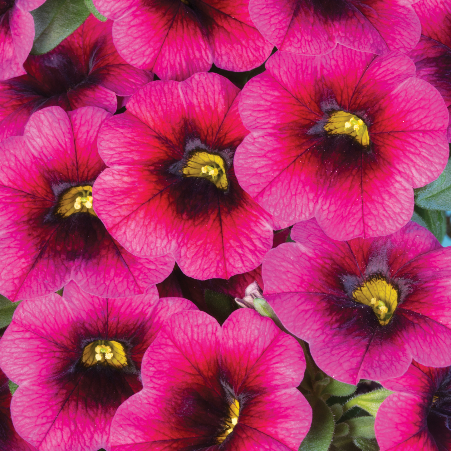 Calibrachoa 'Unique'