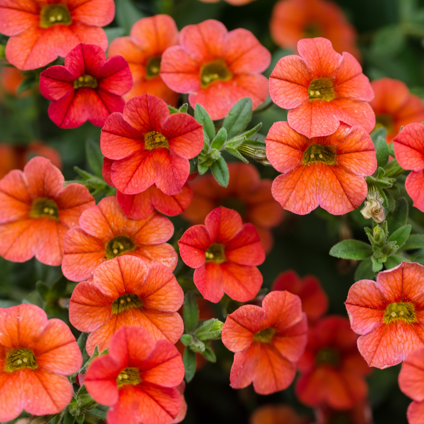 Calibrachoa 'Unique'