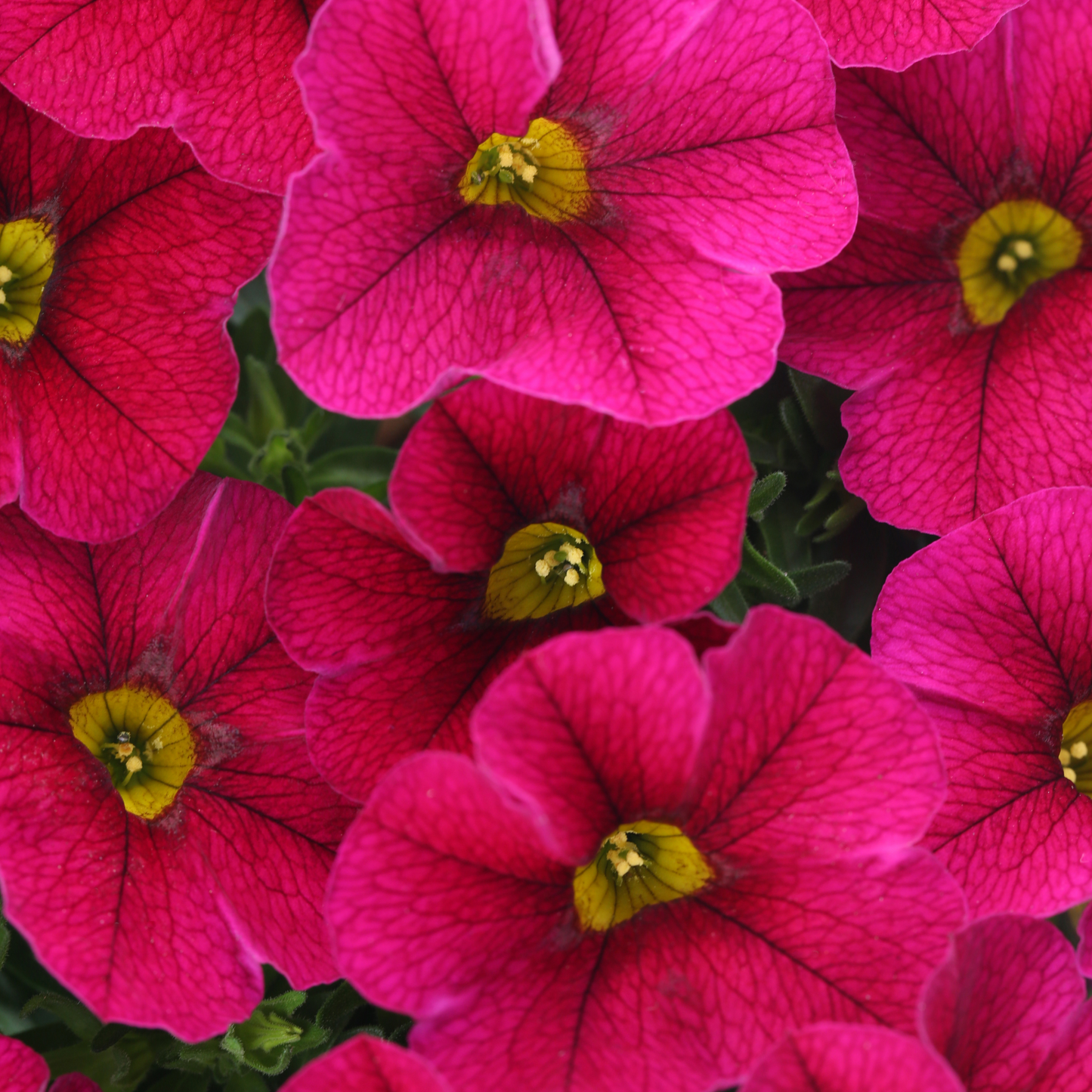 Calibrachoa 'Unique'