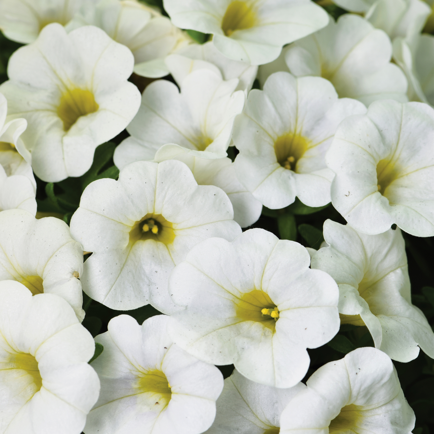 Calibrachoa 'Unique'