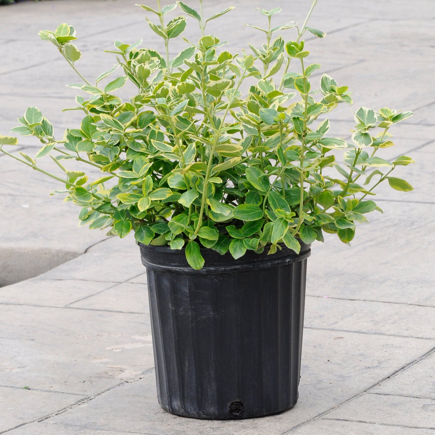 Euonymus 'Canadale Gold'