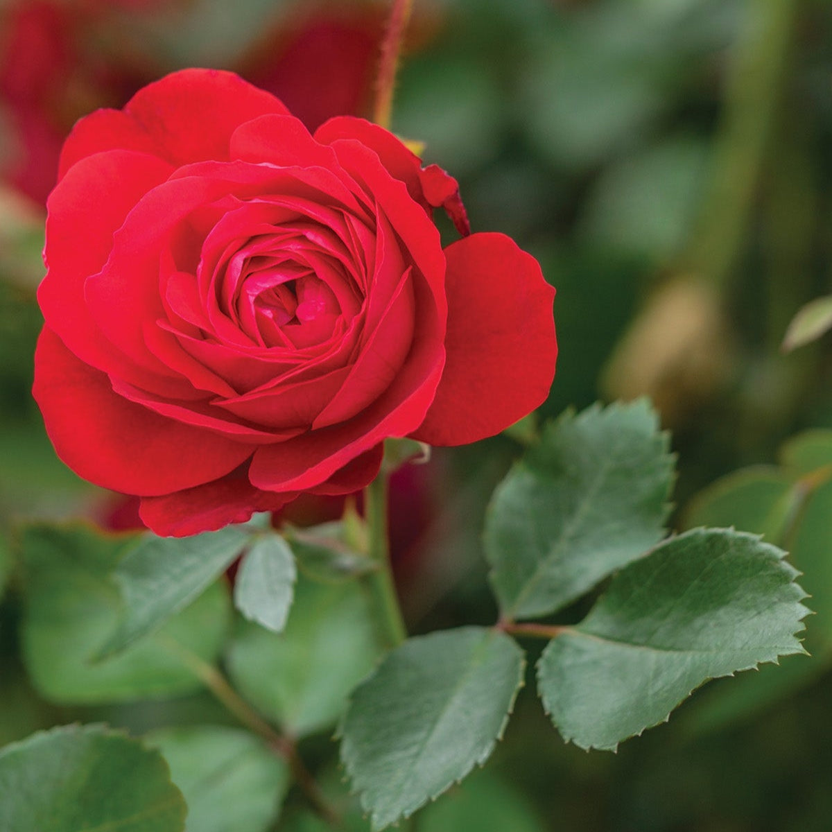 Rose 'Canadian Shield®'