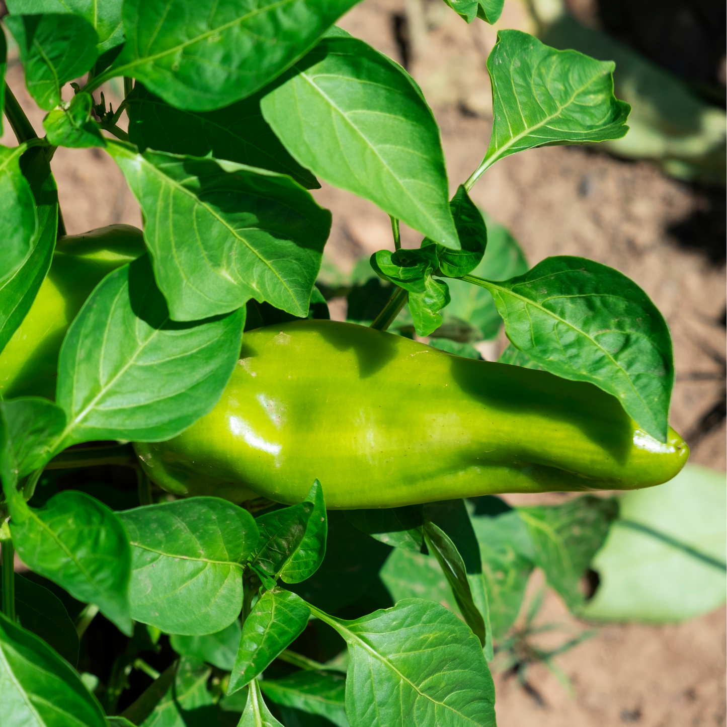 Pepper Sweet 'Carmen'