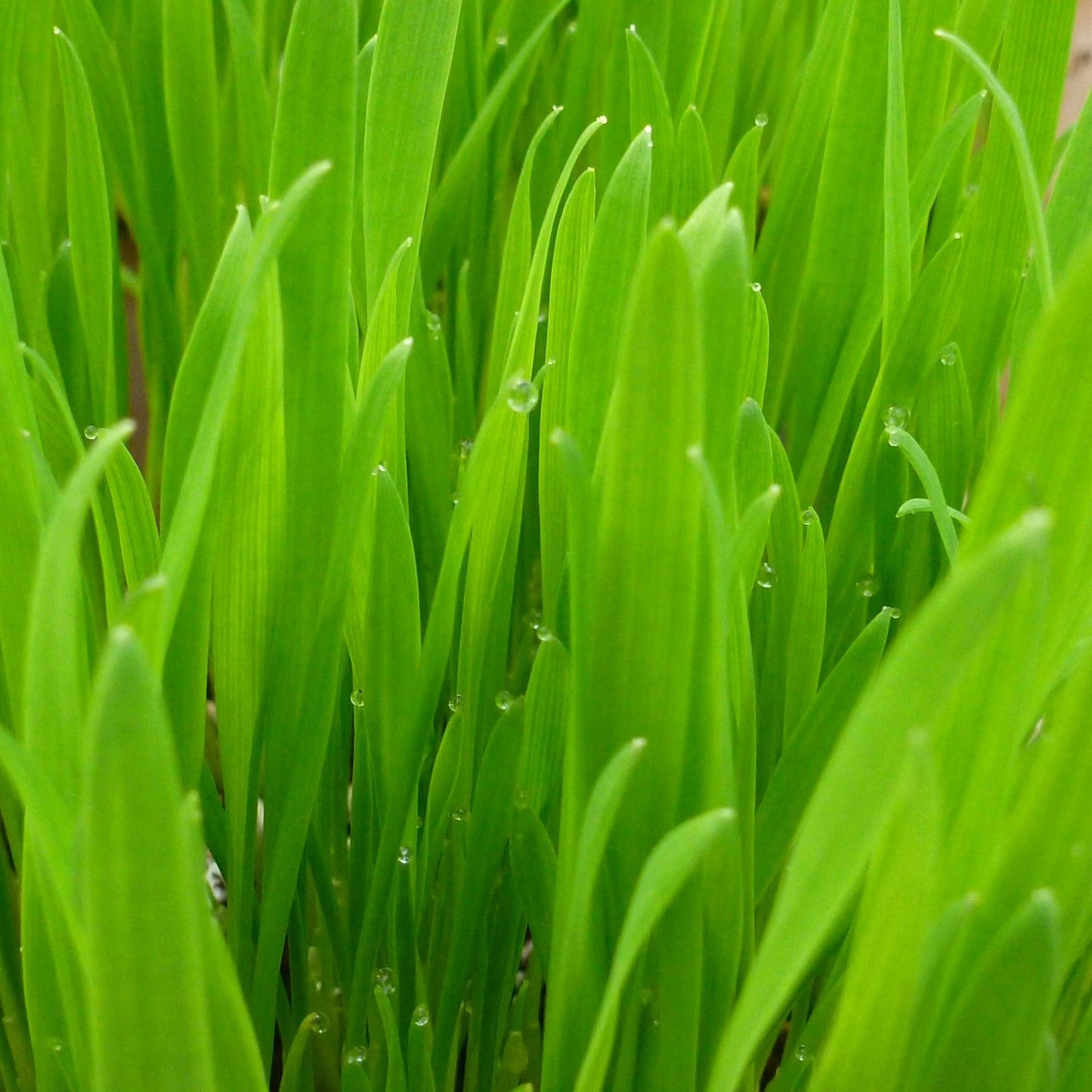 Cat Grass