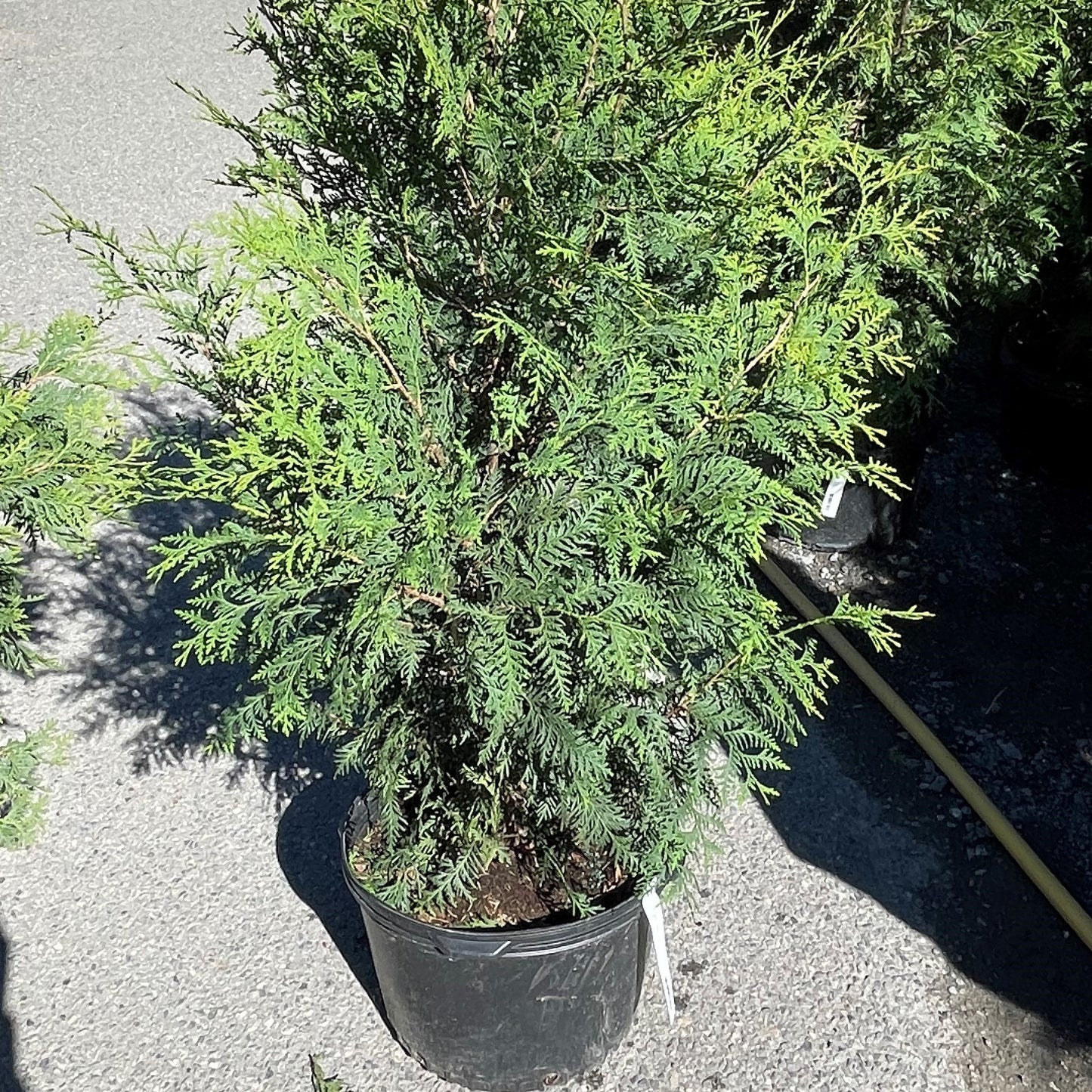 Cedar 'Black'