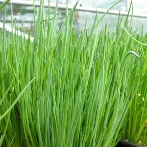 Chives 'Garlic'
