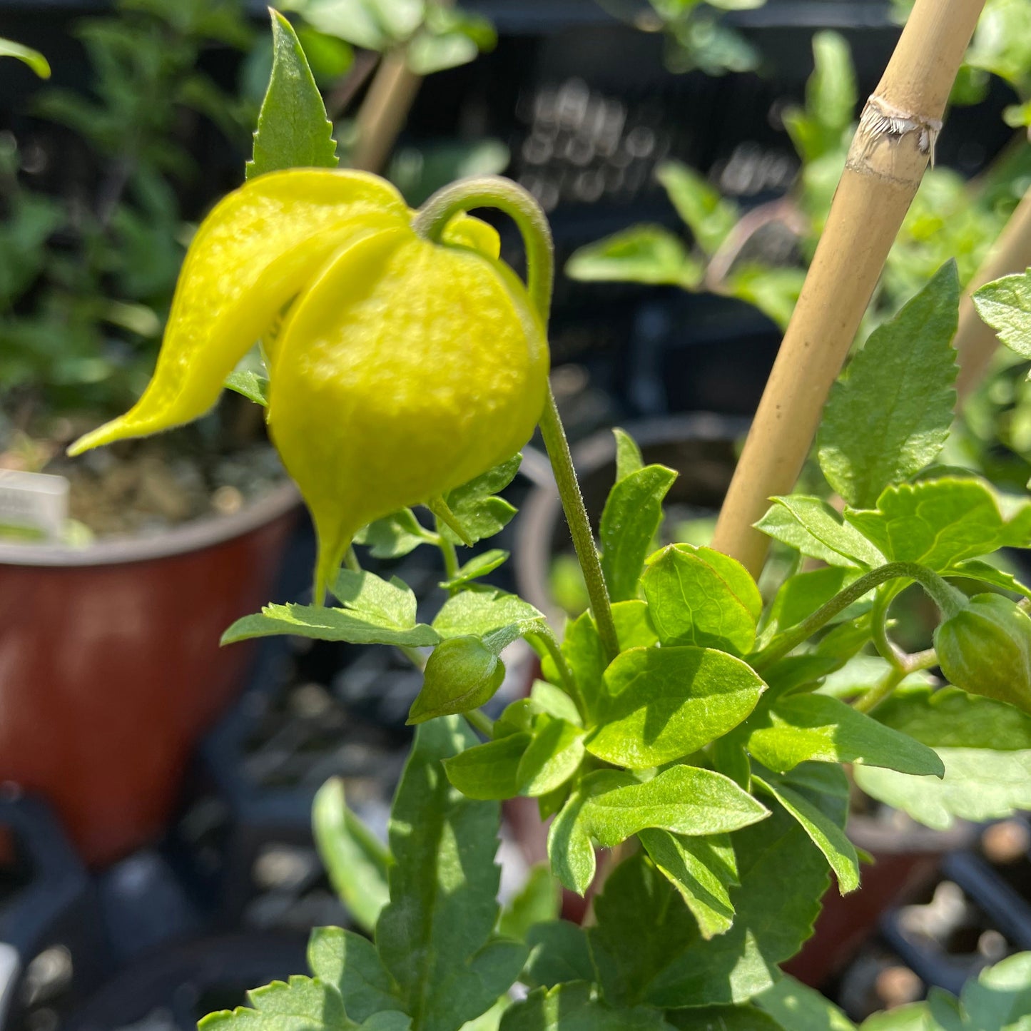 Clematis Little Lemons 1 Gallon Pot