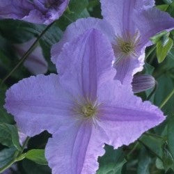Clematis 'Blue Angel'