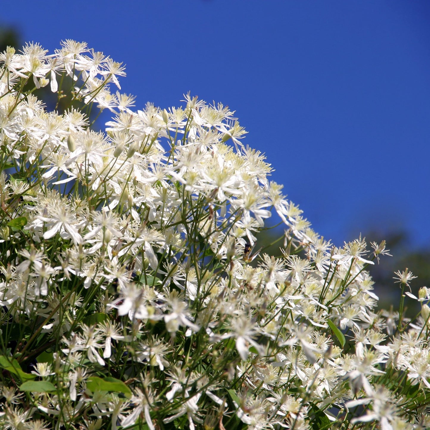 Clematis paniculata