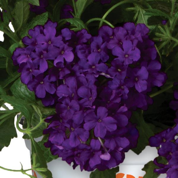 Verbena 'Empress Flair'